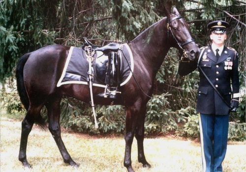 The Veteran Cavalry in Bronx, New York: A Look at the Types of Horses Used